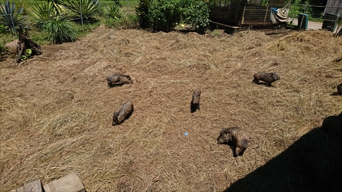 ネオパークオキナワ